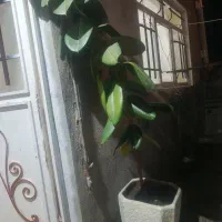 گل و گیاه|گل و گیاه طبیعی|بانه, |دیوار