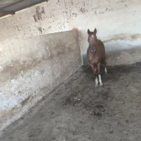 فروش مادیان خالص ایرانی(عرب)