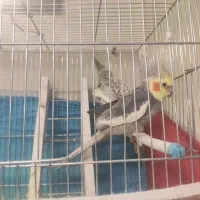 جفت عروس هلندی