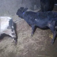 ۴ راس گوساله نر و ماده گاو|حیوانات مزرعه|رشت, بازار|دیوار