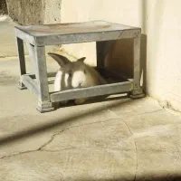 خرگوش لوپ|موش و خرگوش|کرمانشاه, |دیوار