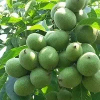 فرصت استثنایی برای خرید نهال گردو با گارانتی رشد