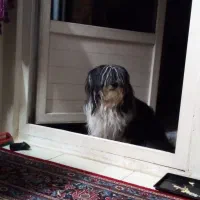 حیوانات پت خانگی|سگ|فولادشهر, پارک کوهستان|دیوار