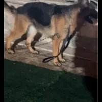 ژرمن مو کلاسیک|سگ|هشتگرد, هشتگرد قدیم|دیوار