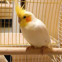 عروس هلندی نر
