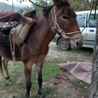 فروش قاطر|حیوانات مزرعه|گوراب زرمیخ, |دیوار