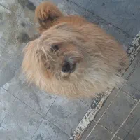 سگ  شیتزو. باهوش  حرف گوش کن