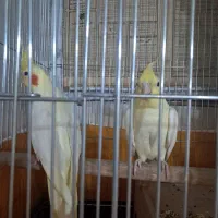 عروس هلندی لوتینو