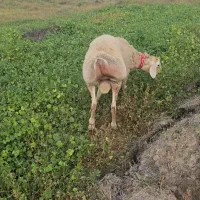 قوچ جوان سالم و سرحال