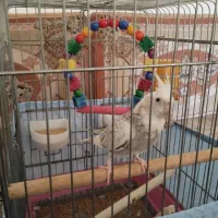 هلندی سالم وجوون|پرنده|پیشوا, |دیوار