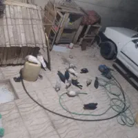 وی سیاه رسمی دم چیده تو شهرک گم کردم