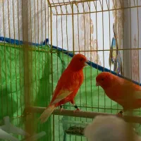 قناری|پرنده|بندر ماهشهر, |دیوار