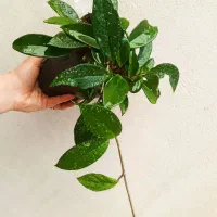 گلسرای ملک