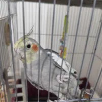 عروس هلندی و فنچ