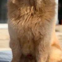 چاوچاو خرسی آموزش دیده نر