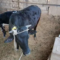 گاو ماده چاق چاق