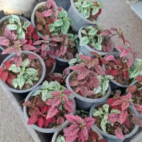 گل زینتی|گل و گیاه طبیعی|نجفآباد, طالقانی|دیوار