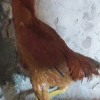 لاری 7ماهه|حیوانات مزرعه|مشگین شهر, |دیوار