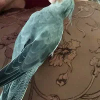 عروس هلندی وطوطی برزیلی|پرنده|زرقان, |دیوار