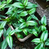 گل گیاه گلستان|گل و گیاه طبیعی|جیرفت, |دیوار