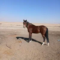 سلام اسب نریان