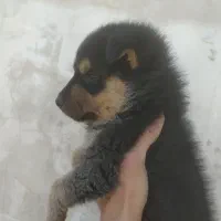 واگذاری  ژرمن شولاین