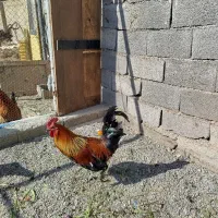 خروس محلی|حیوانات مزرعه|هشتگرد, تهران دشت|دیوار