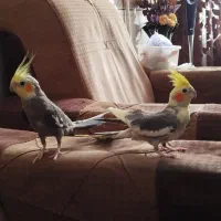 عروس هلندی|پرنده|مشهد, کوی دروی|دیوار