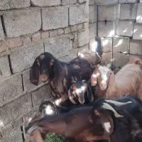 فروش سه بز|حیوانات مزرعه|سراوان, |دیوار