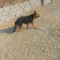 سگ ژرمن|سگ|شهریار, دهشاد پائین|دیوار