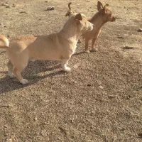 حیوانات|سگ|شیروان (خراسان), |دیوار