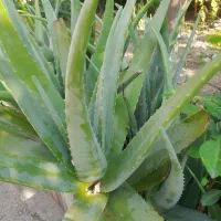 آلوورا|آرایشی، بهداشتی، درمانی|رامسر, |دیوار