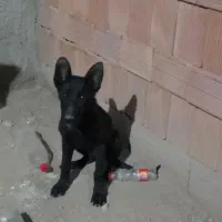 سگ ژرمن بلک
