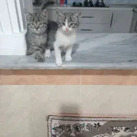 واگذاری بچه گربه