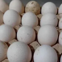 تخم بوقلمون نطفه دار