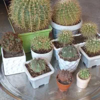 کاکتوس رفسنجان