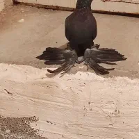 قره مایه اویناخ قیچی لیدی|پرنده|باسمنج, |دیوار