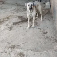 سک ماده سرابی