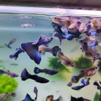 گوپی بلو مسکو|ماهی|تهران, استخر|دیوار