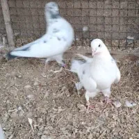 فروش تعدادی کبوتر نر و ماده به شرط