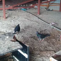 تعدادی کبوتر مسافتی جان آردن وتهرانی وغیره