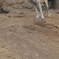 باسلام واگذاری ماده عراقی ۲۰ماهه درجه یک