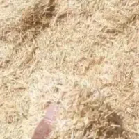 فروش کاه گندم زیر قیمت بازار