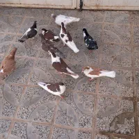 کفتر|پرنده|مشهد, کوی سیدی|دیوار