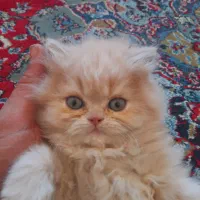 بچه گربه|گربه|کرمانشاه, |دیوار