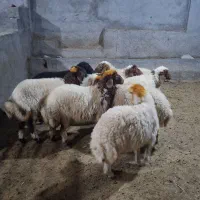 بره
