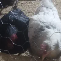 فروش مرغ گلپایگانی نژاد اصلاح شده