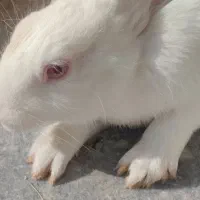 خرگوش سفید بزرگ ماده