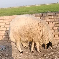بره قورچ یک ساله شوش