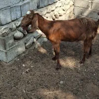حیوانات مزرعه